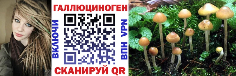 Галлюциногенные грибы Cubensis  Купить где  Суджа 